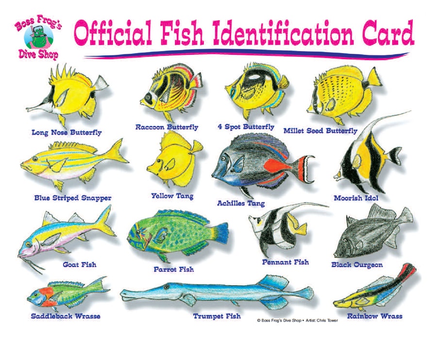Tropical Fish Identification Chart