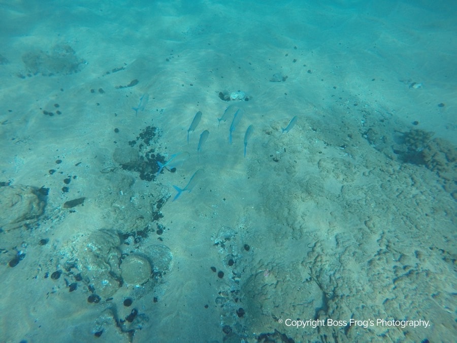 Kaanapali Black Rock Snorkeling