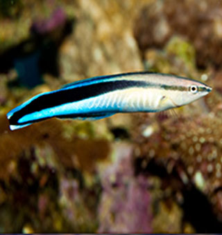 Cleaner Wrasse hawaiian fish
