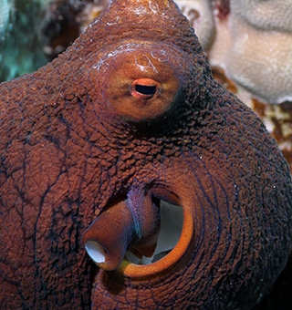 Hawaiian Day Octopus