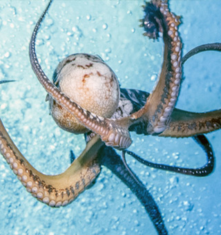 White Striped Octopus