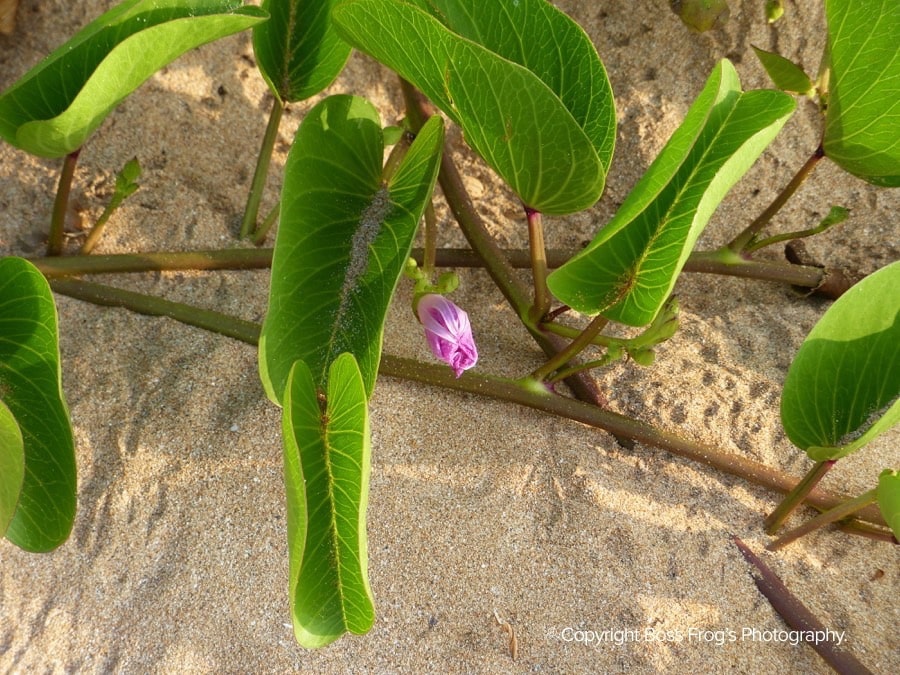 Keawakapu Beach Flower