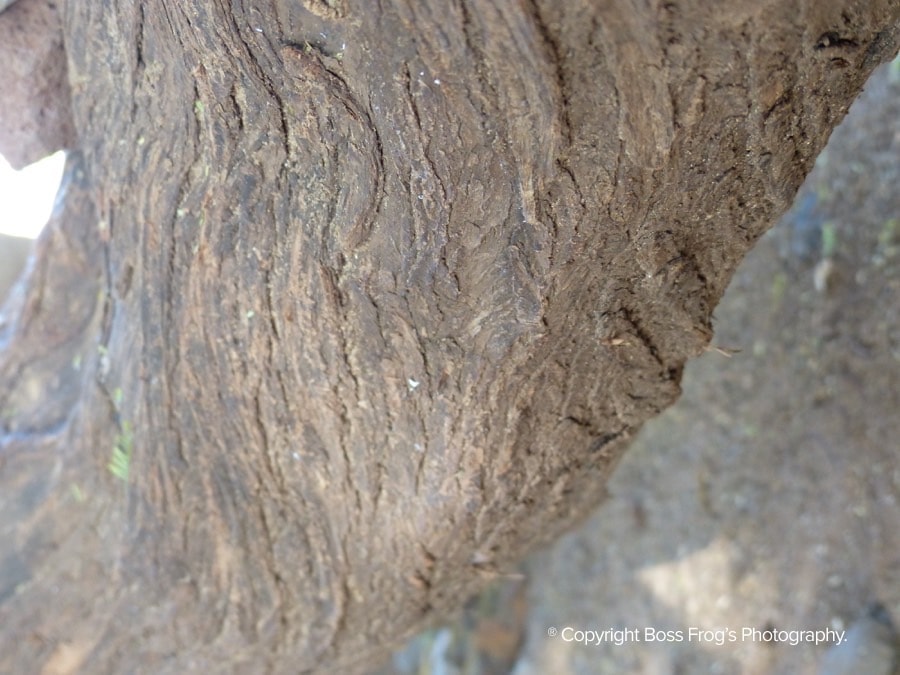 Keawakapu Beach - tree bark close up