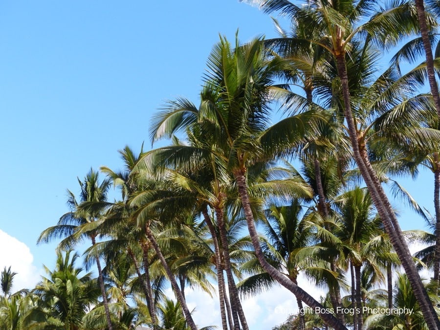 Keawakapu Beach Palm Trees