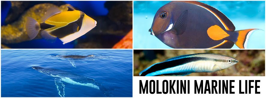 Molokini Marine Life