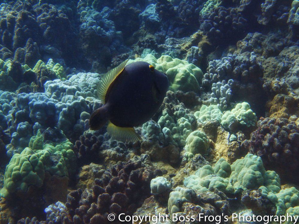 black and yellow molokini fish