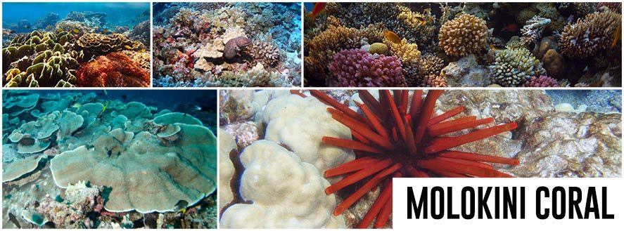 Molokini Coral
