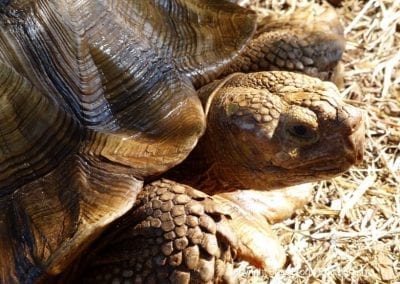 Lahaina Animal Farm - turtle