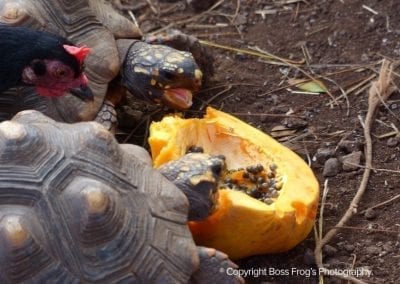 Lahaina Animal Farm - feeding turtle
