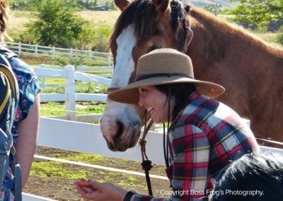 Lahaina Animal Farm - feeding horse