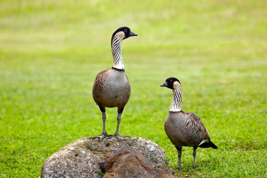 Nene goose - Maui Birds