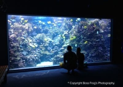 The Living Reef - Maui Ocean Center