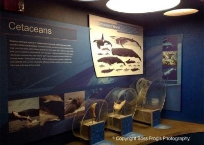 Cetaceans of Hawaii - Maui Ocean Center