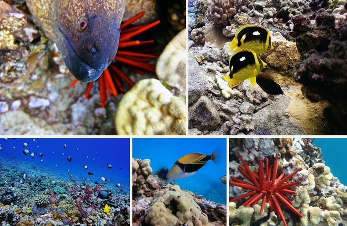 Maui Snorkeling - underwater photos