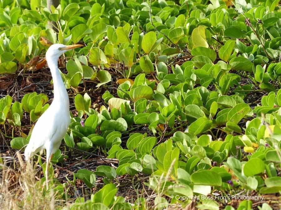 Cattle Egret in Maui