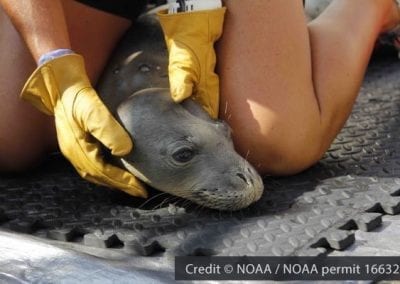 hawaiian seal rehabilitation