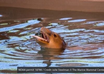 hawaiian seal laughing during rehabilitation