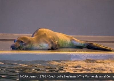 skinny hawaiian monk seal