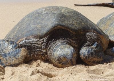 Sea Turtle Snorkel Tales