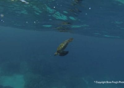 Sea Turtle Snorkel Tales