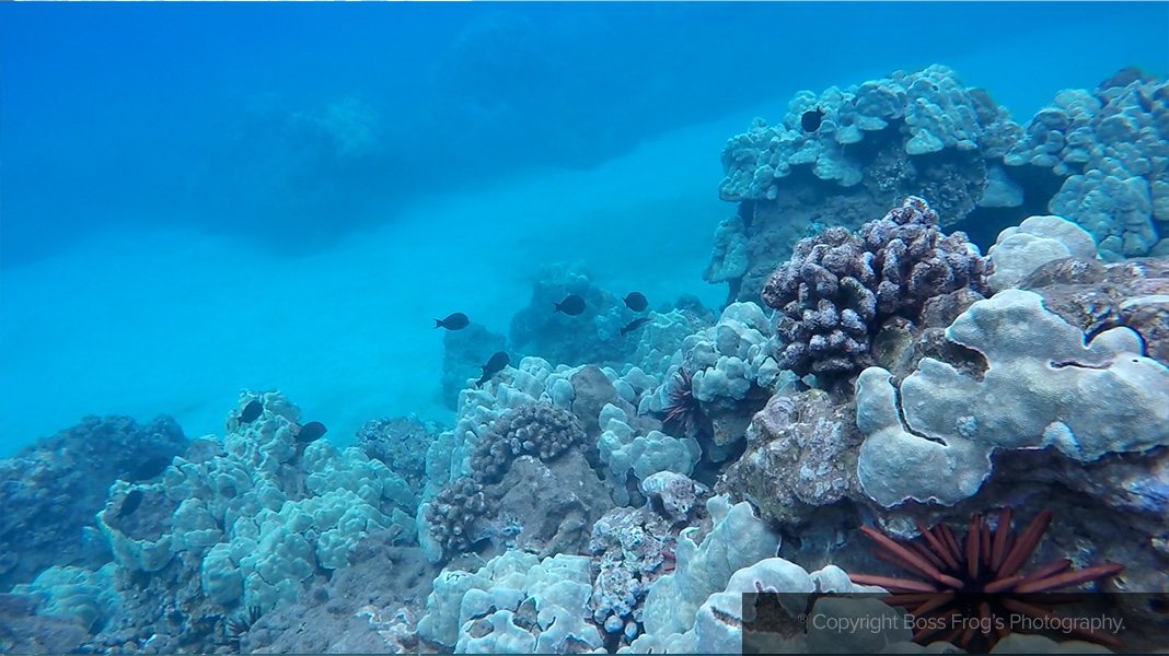 Crossing and Caring for Coral 2