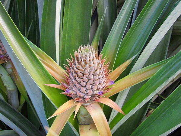 Hawaiian_Pineapples_Baby