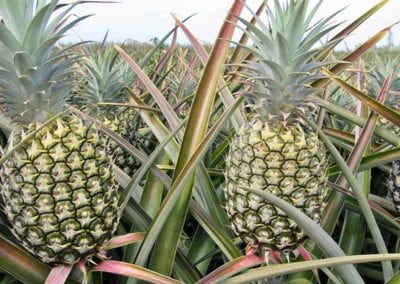 Hawaiian_Pineapples_Ready