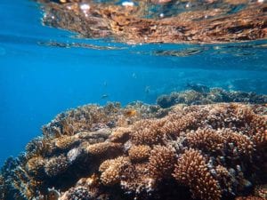 ReefSafe_Underwater