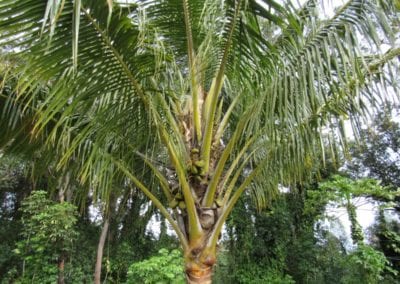 Coconuts_Hawaii_Palm