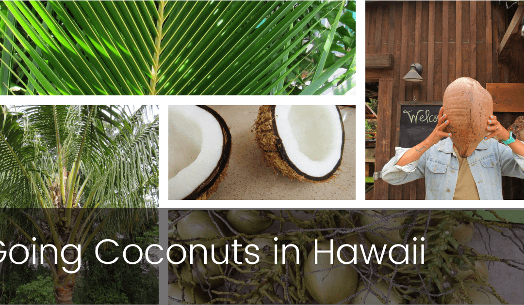 Going Coconuts in Hawaii
