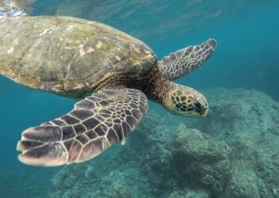 Hawaii_Wildlife_Turtle