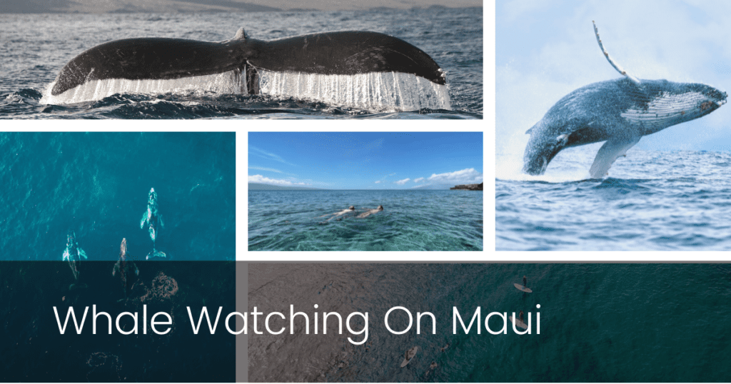 Whale Watching on Maui
