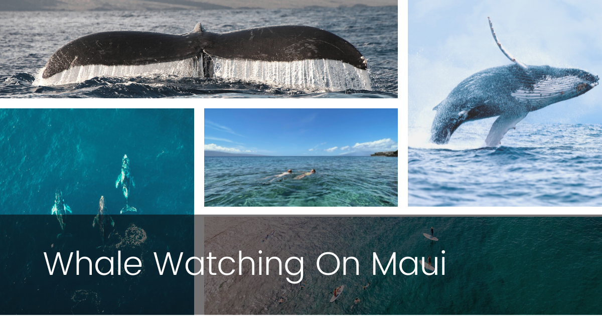 Whale Watching on Maui