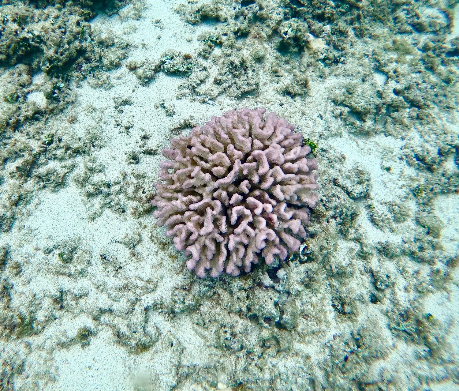 DangerousMarineLife_Coral