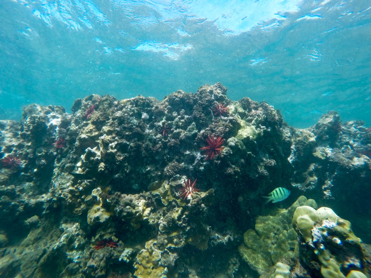 UluaBeach_Coral