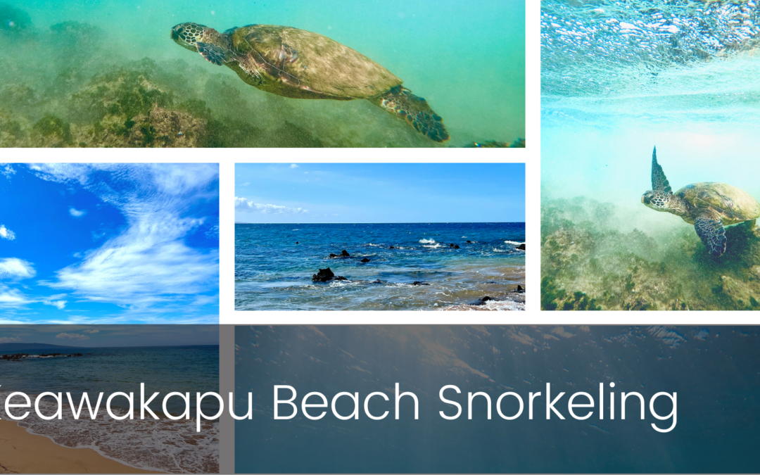 Snorkel With Sea Turtles