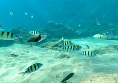 SnorkelingBlackRock_ReefFish