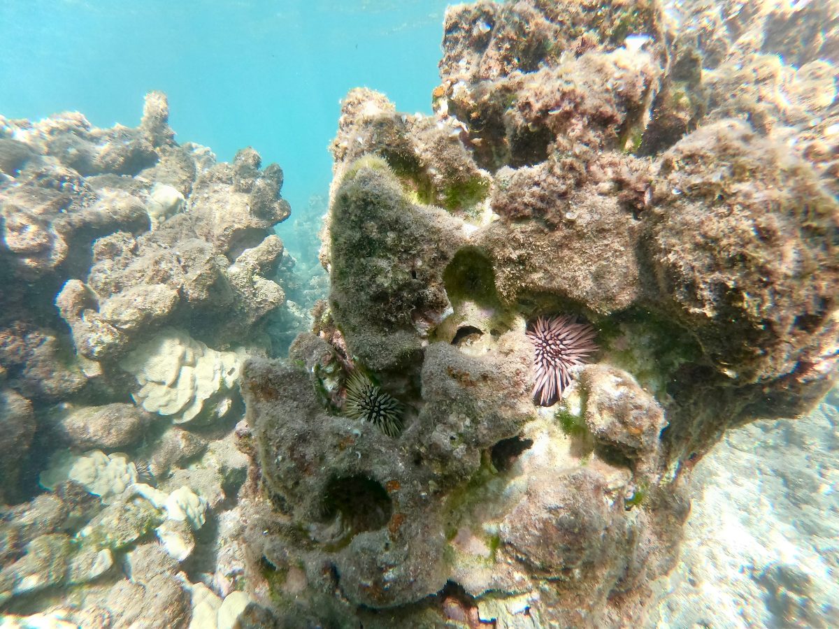 Olowalu_Reef
