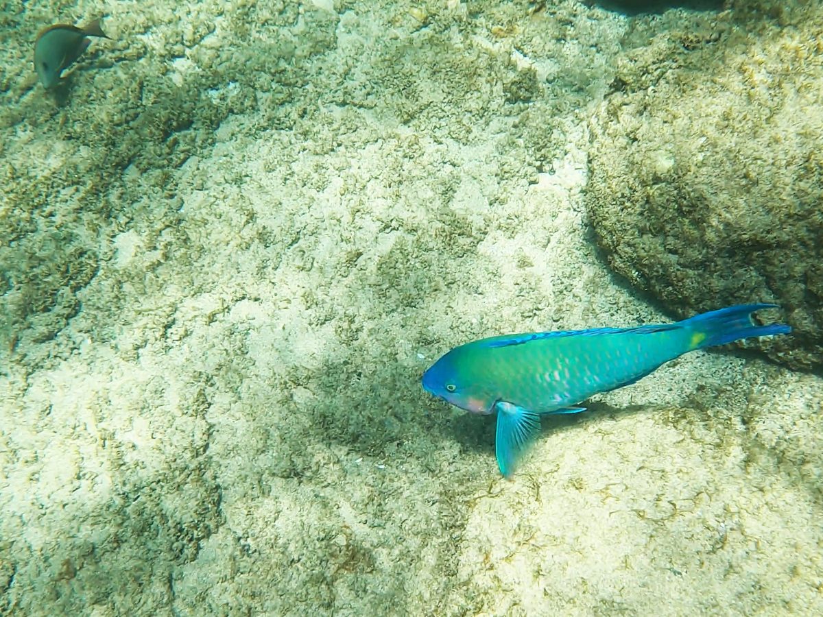 KapaluaBaySnorkeling_ParrotFish