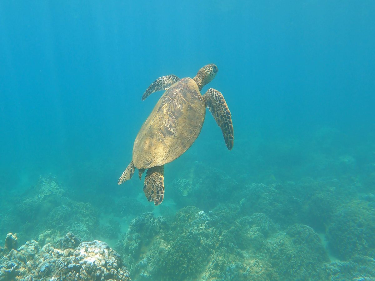 KapaluaBaySnorkeling_Turtle