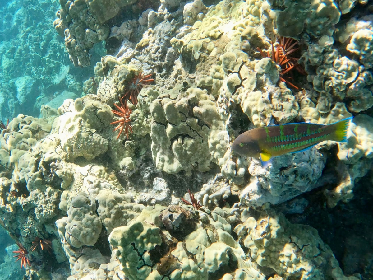 Snorkeling5Caves_Coral