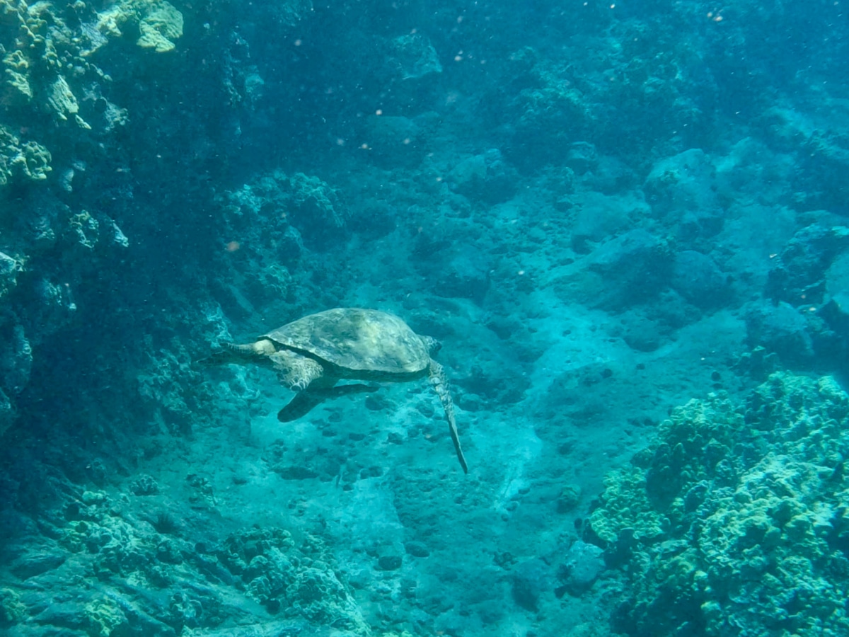 Snorkeling5Caves_Turtle