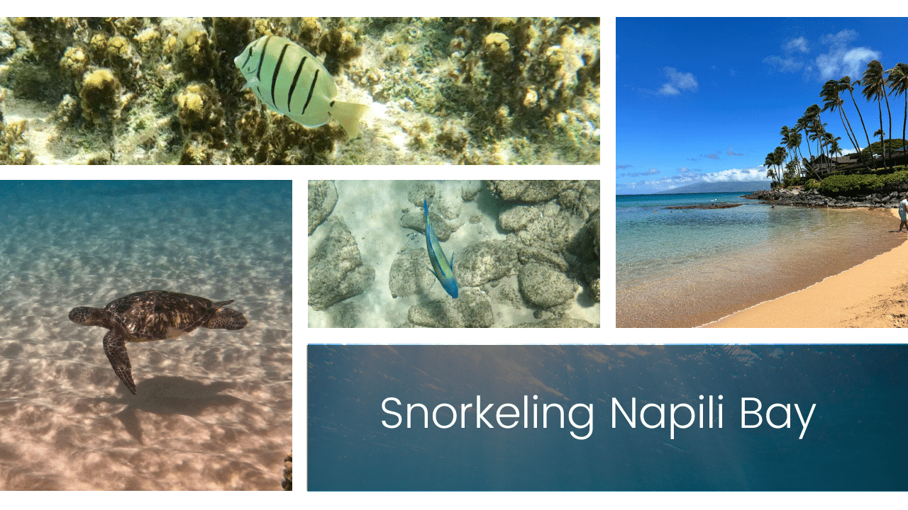 Snorkeling at Napili Bay
