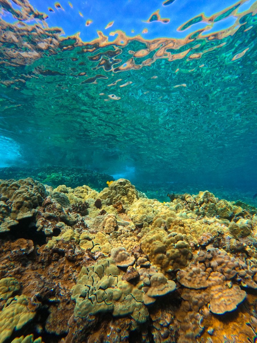 BestHawaiianIslandSnorkeling_CoralReef