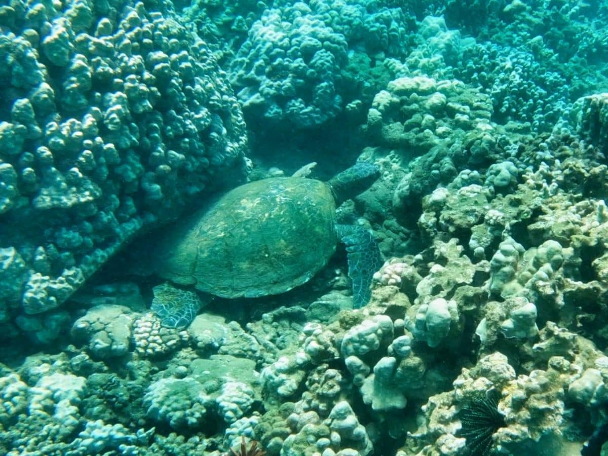 SnorkelingSafety_Snorkelwithturtles