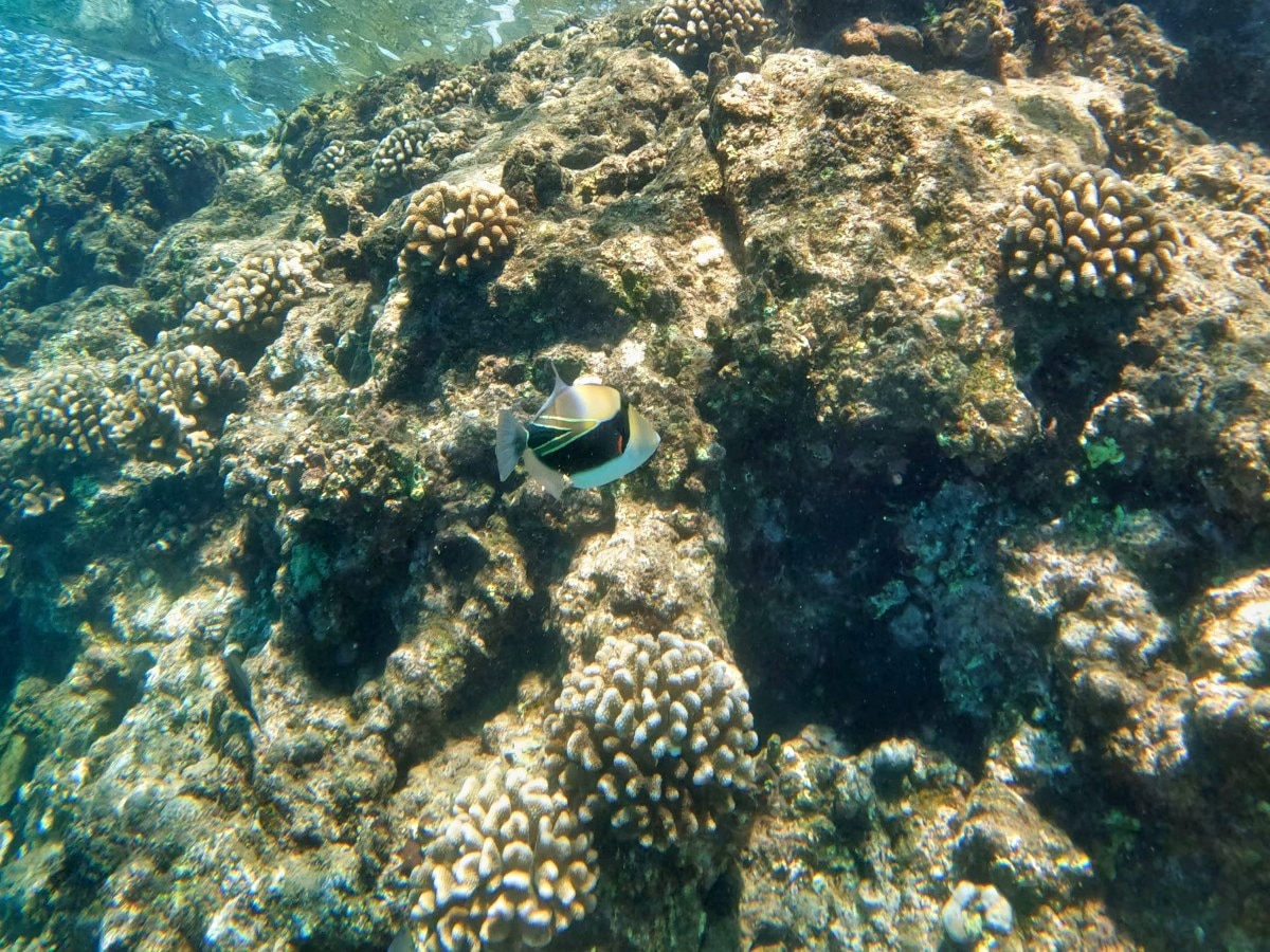 BestSnorkelingWinter_Maui