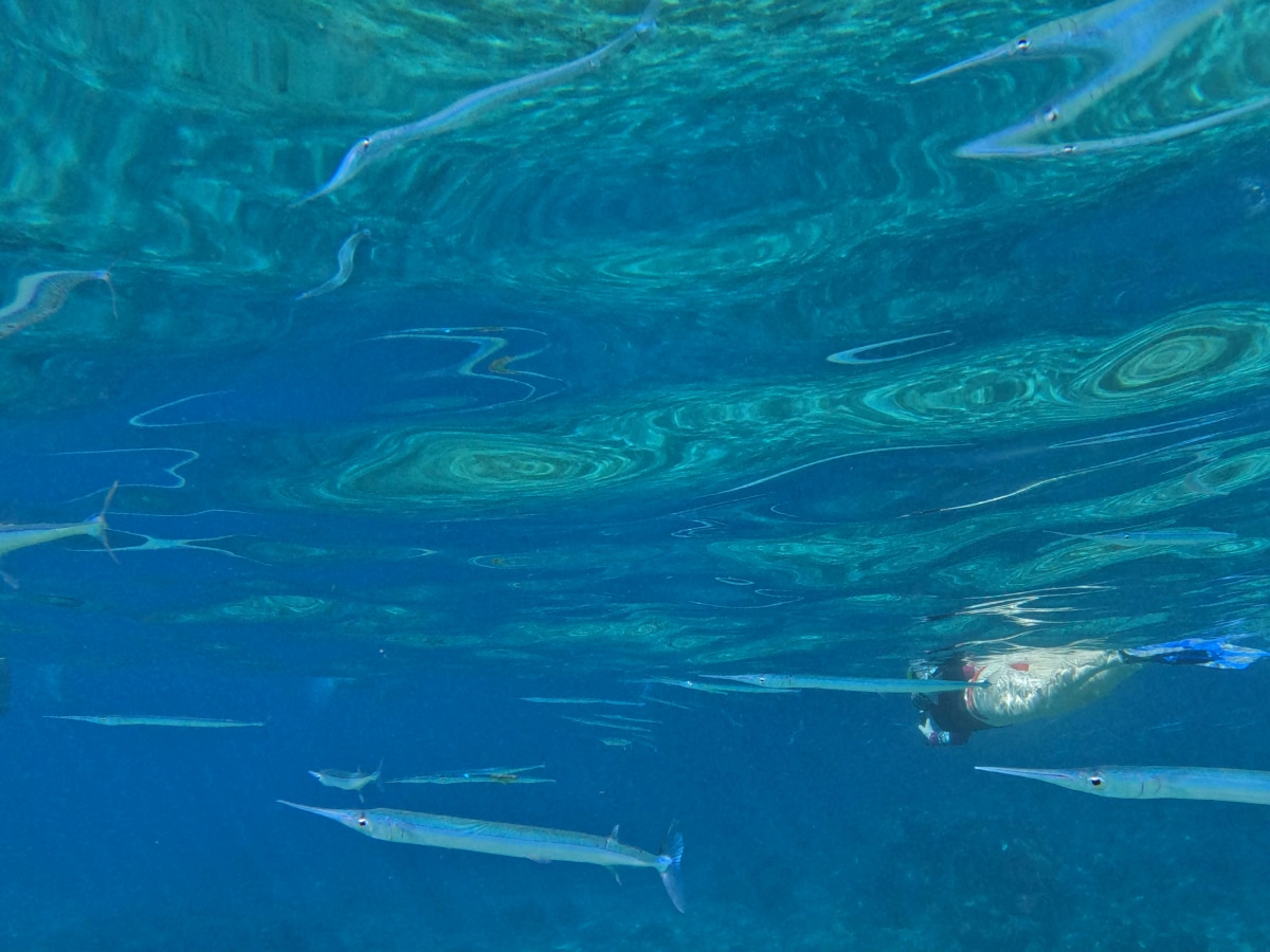 Maui Snorkeling in the Winter - view from underwater