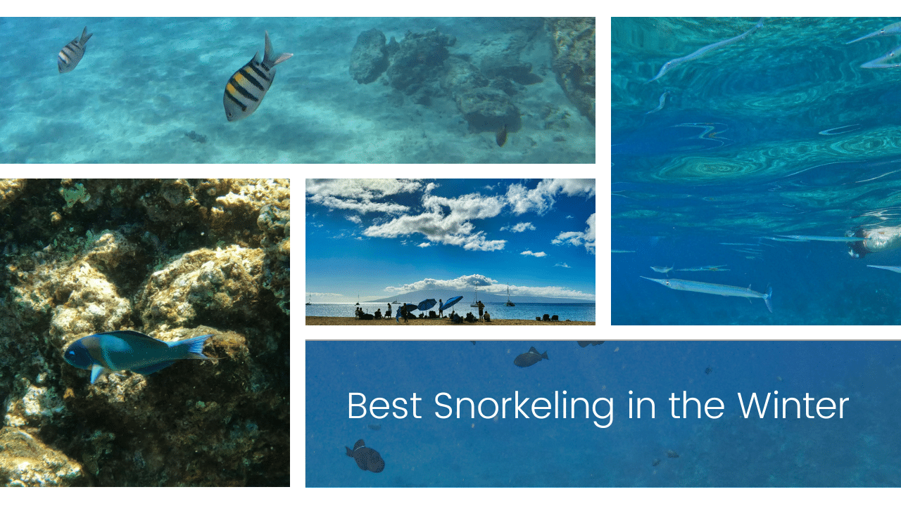 Best Snorkeling on Maui in the Winter - gallery of photos